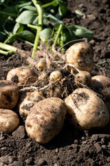 新ジャガの収穫　　秋ジャガ芋　