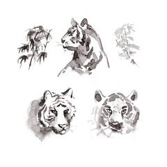 Watercolor hand drawn tigers in Japanese style. Sumi-e painting.