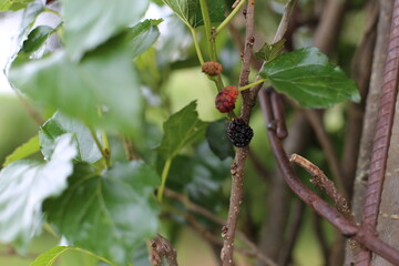 Mulberry and leaves with blur background.