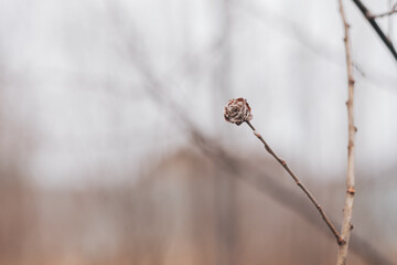 Detailed macro photography of dried flowers. Suitable as interior decoration and web design.