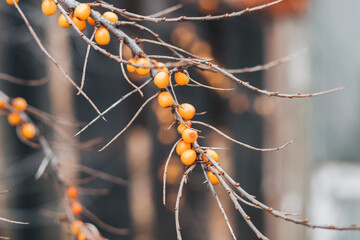 Sea buckthorn branch on a black background, on the street. Minimalistic and stylish frame with sea buckthorn