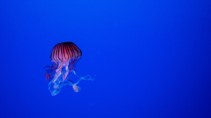 水族館