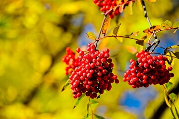 Bright Red Berries on a Tree with Bright Yellow Leaves in Autumn