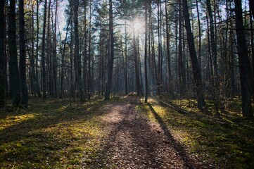 Path in a Forest in Latvia in Late Autumn on a Sunny Day