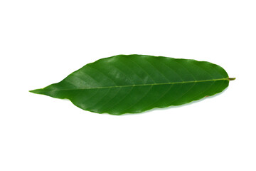 Fototapeta na wymiar Chinese Desmos leaf on white background