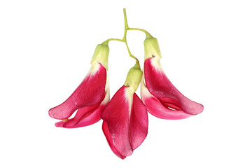 Close up Agasta, Sesban, Vegetable humming bird flower.