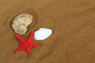 Fototapeta na wymiar There is a starfish and two shells on the sand.