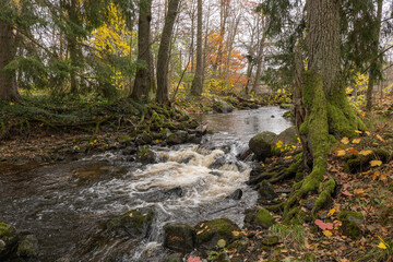 Obraz premium Scenic view of a river in autumn. Farnebofjarden national park in north of Sweden.