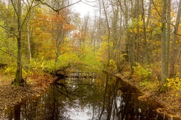 Obraz premium Scenic view of a river in autumn. Farnebofjarden national park in north of Sweden.