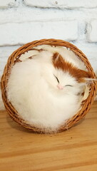 basket with cat