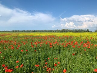 field of poppies