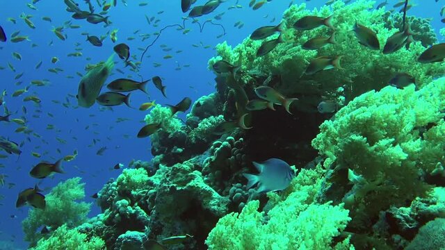 yanbu reef