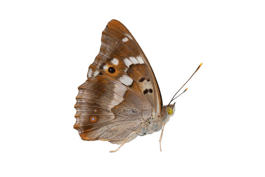 Lesser purple emperor butterfly (Apatura ilia) isolated on white.