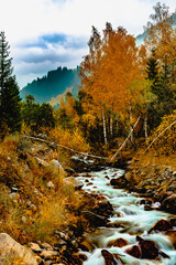 forêt d& 39 automne dans les montagnes