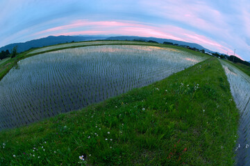 田植えを終えた水田のある山村の夕景