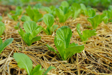 thai mustardb organic 