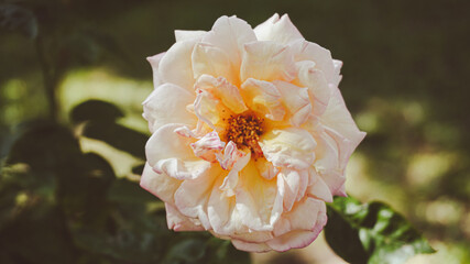 photo of artistic sweet rose in the garden