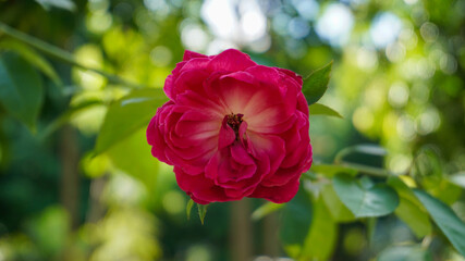 photo of artistic red rose in the garden