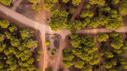Aerial vertical view of country side with off road and forest of trees. Woods and environment above...