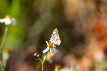 butterfly on a flower