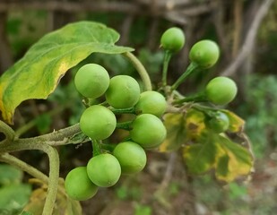 Beautiful bunch of Green turkey berry

