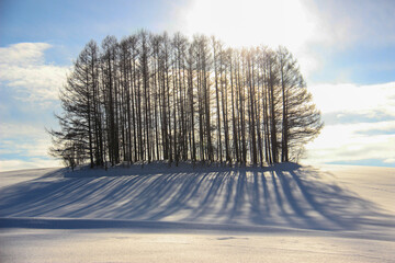 雪の丘とカラマツ林
