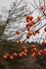 沢山の柿の実
