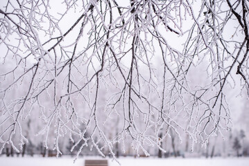 Snow-covered branches in the winter park