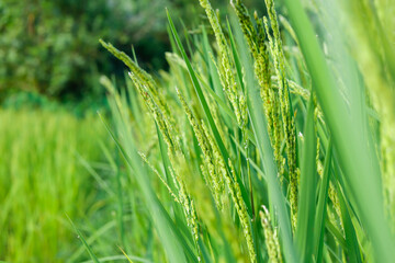 Green paddy rice on fields in blooming