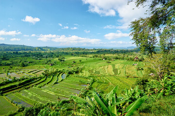 Fototapeta na wymiar Beautiful landscape with green rise fields view. Bali, Indonesia.