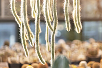 Part of a prickly green cactus.Hanging parts.