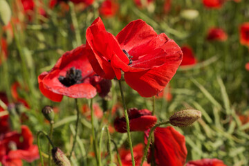Obraz premium mother and son in the field of poppy