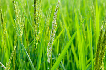 Fototapeta na wymiar Green paddy rice on fields in blooming