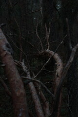 Russian forest