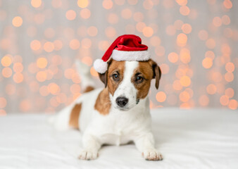 Jack russell terrier puppy wearing santa hat lying on festive background