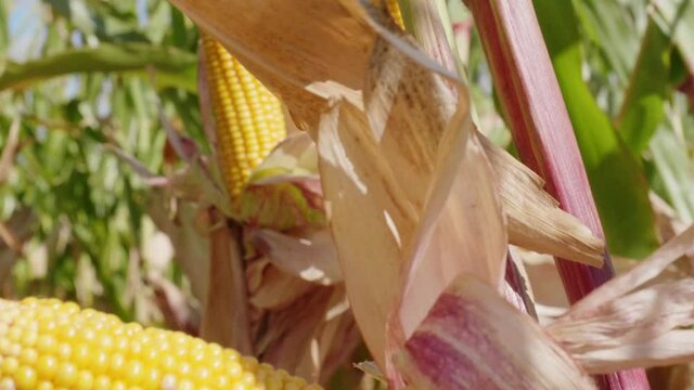 View from inside a cornfield under a canopy of corn leaves, the approach of the autumn harvest season