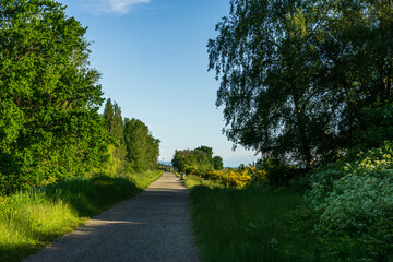 walking pathway in a green forest park sunny spring day