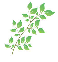 fresh green leaves branch element