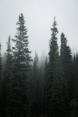 Coniferous forest during fog after rain, gloomy and mysterious, but beautiful in its own way.