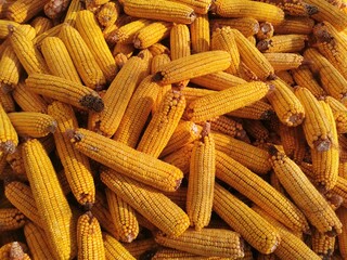 corn cobs 3