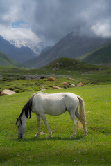 Alpine meadow, the horse grazes in the high mountains of Kyrgyzstan, and against the background of the high mountains with snow cover.