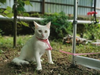 white cat