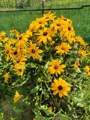 yellow flowers in the garden