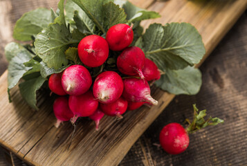 Bunch of radishes. Freshly harvested, purple colorful radish