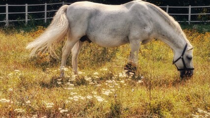 Obraz na płótnie Canvas Lippizzan Horse on the meadow