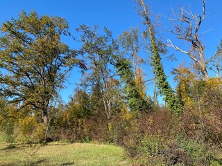 Early autumn landscape in parks and along recreational trails in the city of Zürich (Zuerich or Zurich), Wallisellen - Switzerland (Schweiz)