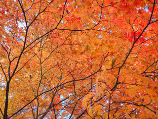 秋の彩り（もみじ）