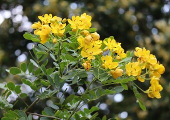 yellow flowers