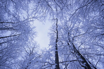 trees in winter