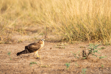 Montagu or Montagus harrier or Circus pygargus portrait in winter migration at tal chhapar sanctuary churu rajasthan India